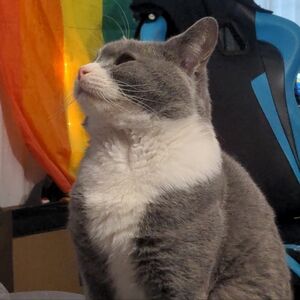 This is my Cat his name is Paperclip